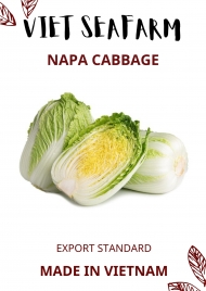 Napa Cabbage